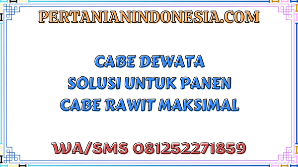 Cabe Dewata Solusi Untuk Panen Cabe Rawit Maksimal